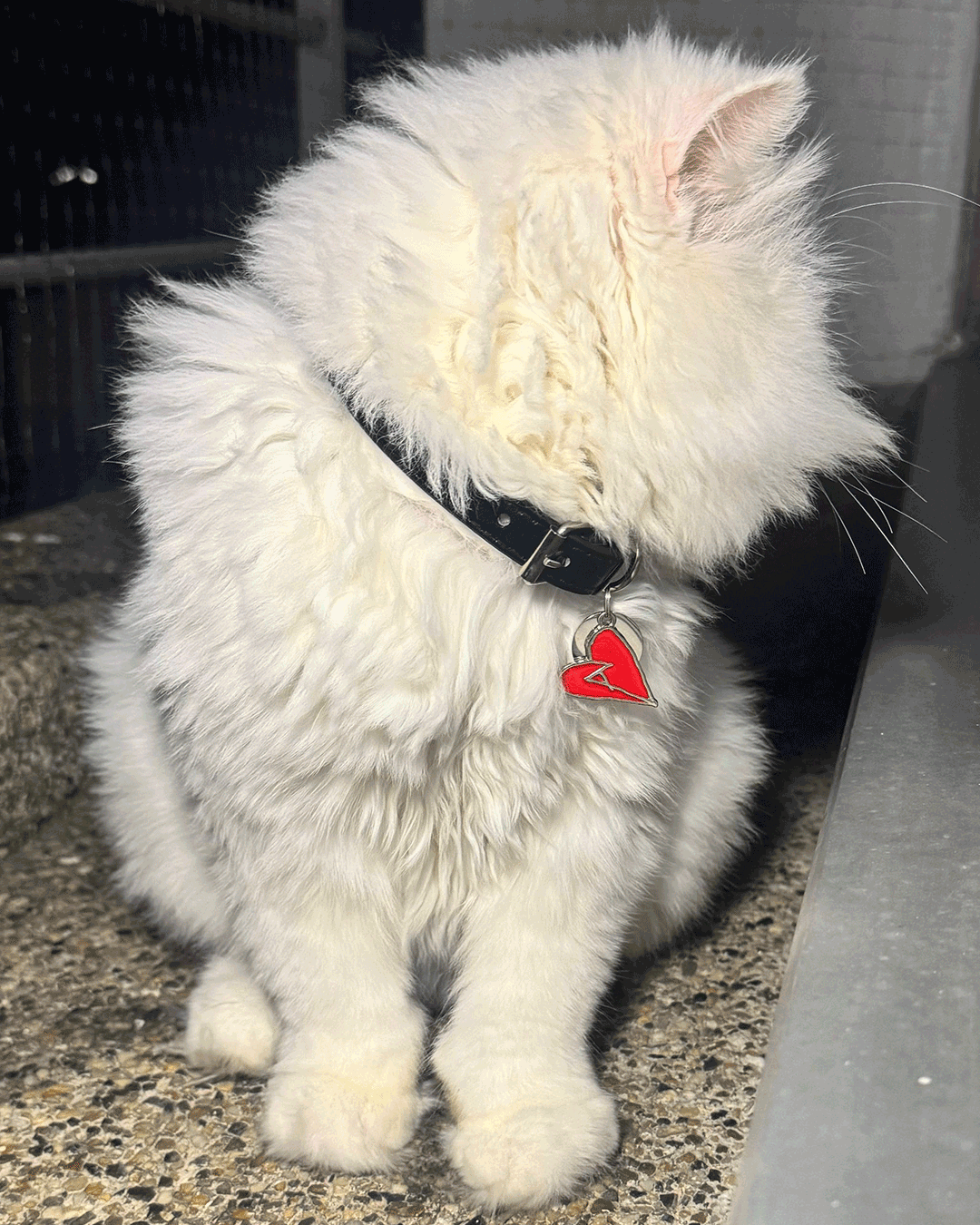 AMANTE Cat Collar