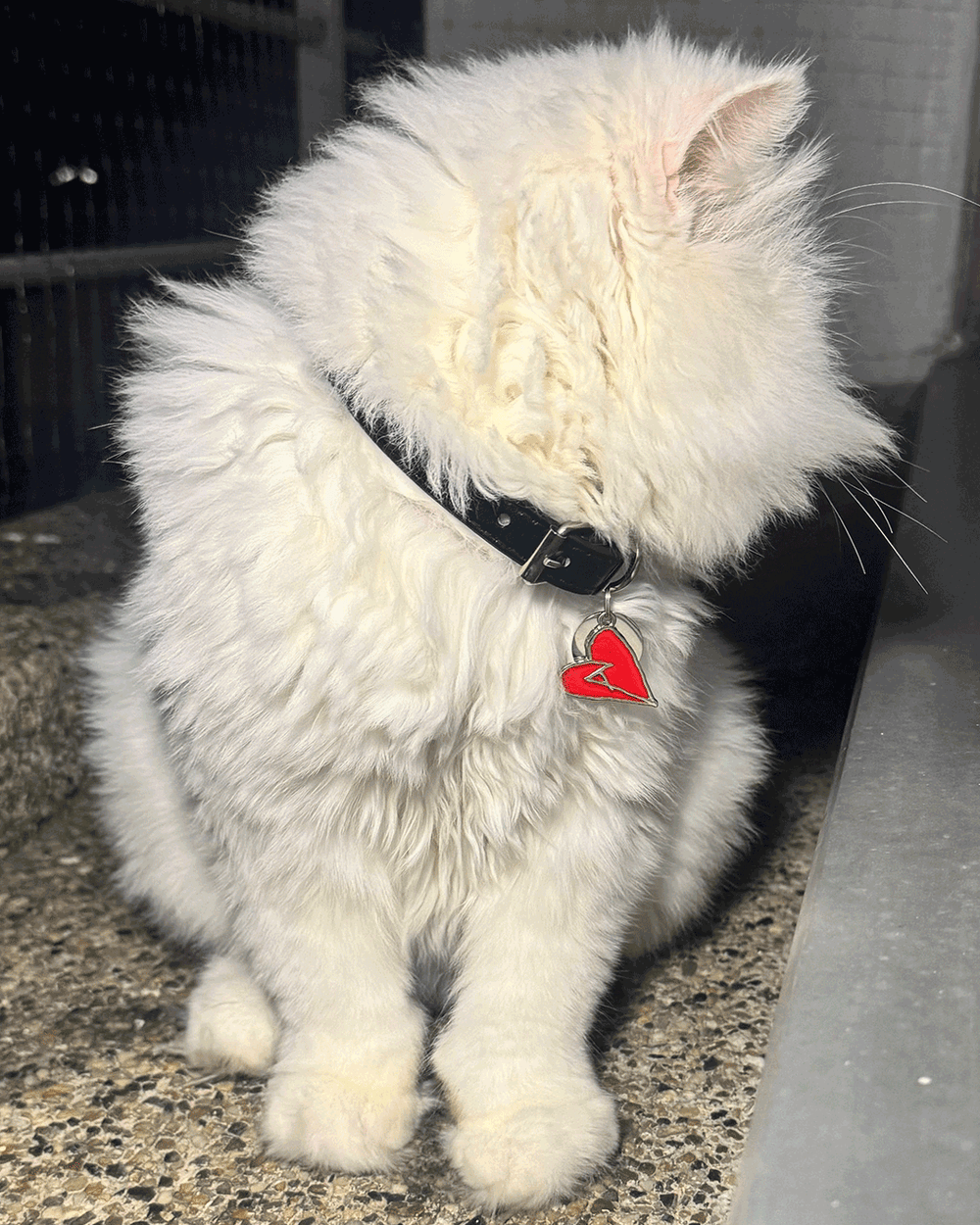 AMANTE Cat Collar