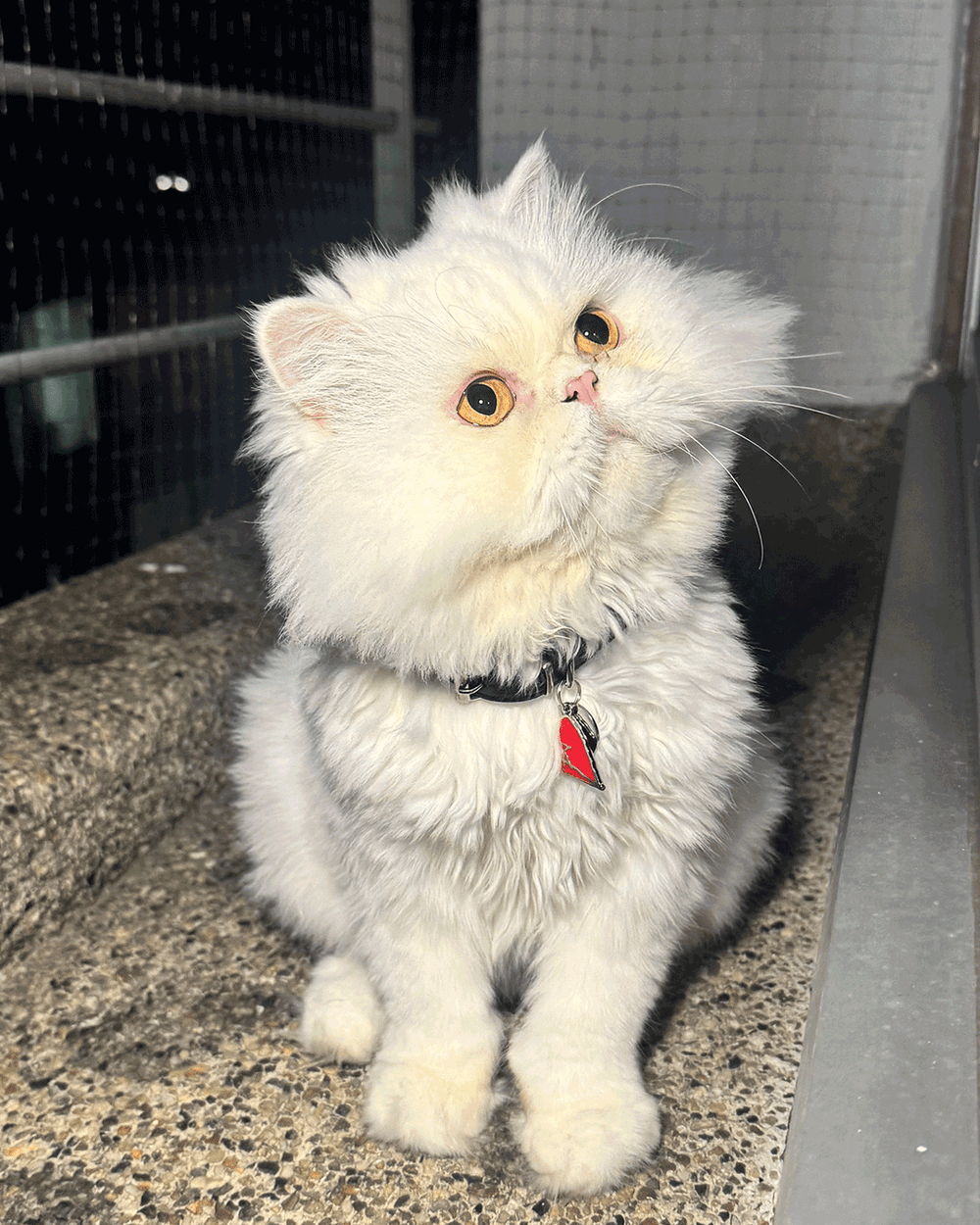AMANTE Cat Collar